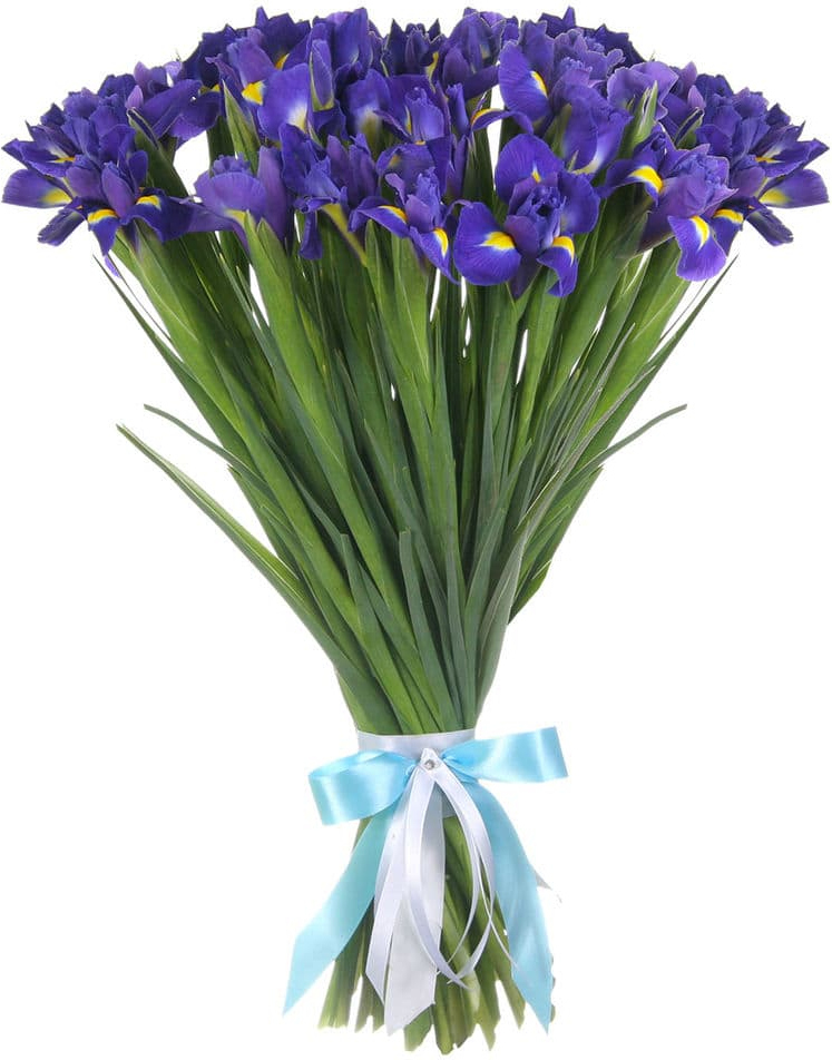 Синие ирисы